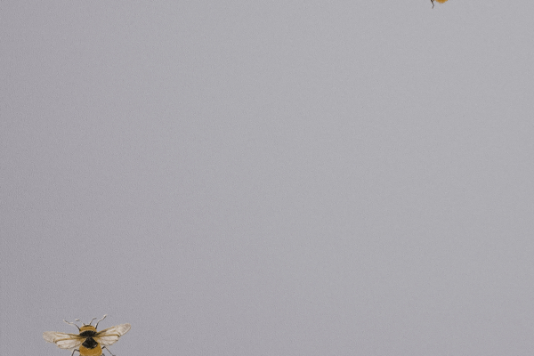 54419-6 Обои Andrea Rossi Cavolli