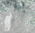 AB124-COL1 Бесшовные фрески Affresco VESNA