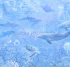 6513 Бесшовные фотообои Affresco Детские