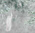 ID136072 Бесшовные фотообои Affresco Ботаника